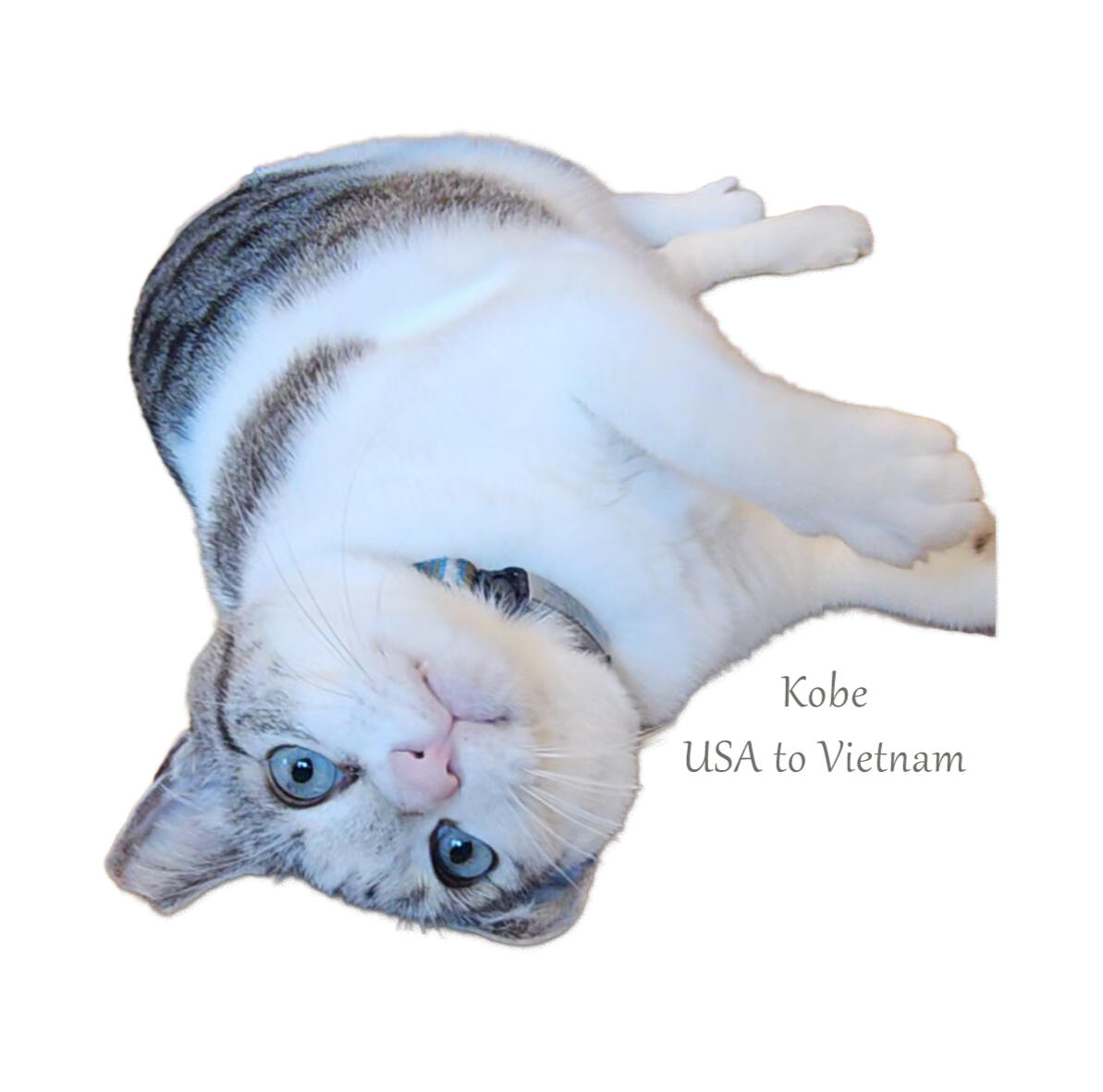 Cat from transport USA to Vietnam