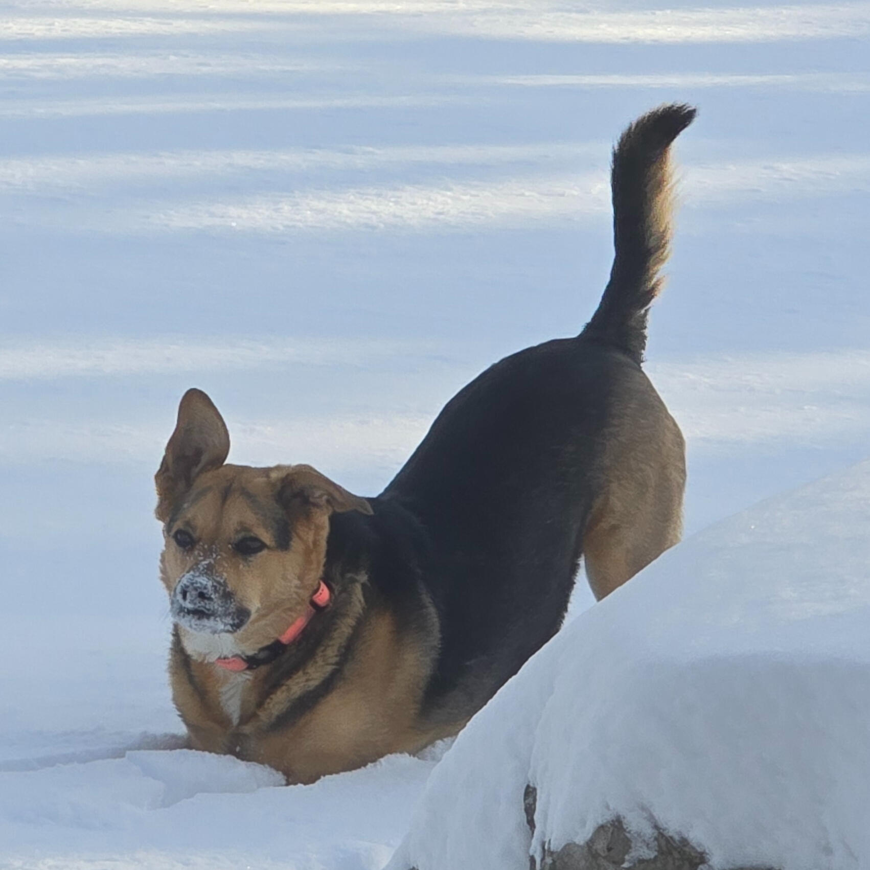 CFO Responsible for quality control, treat audits, keyboard inspections, and enforcing mandatory break times.