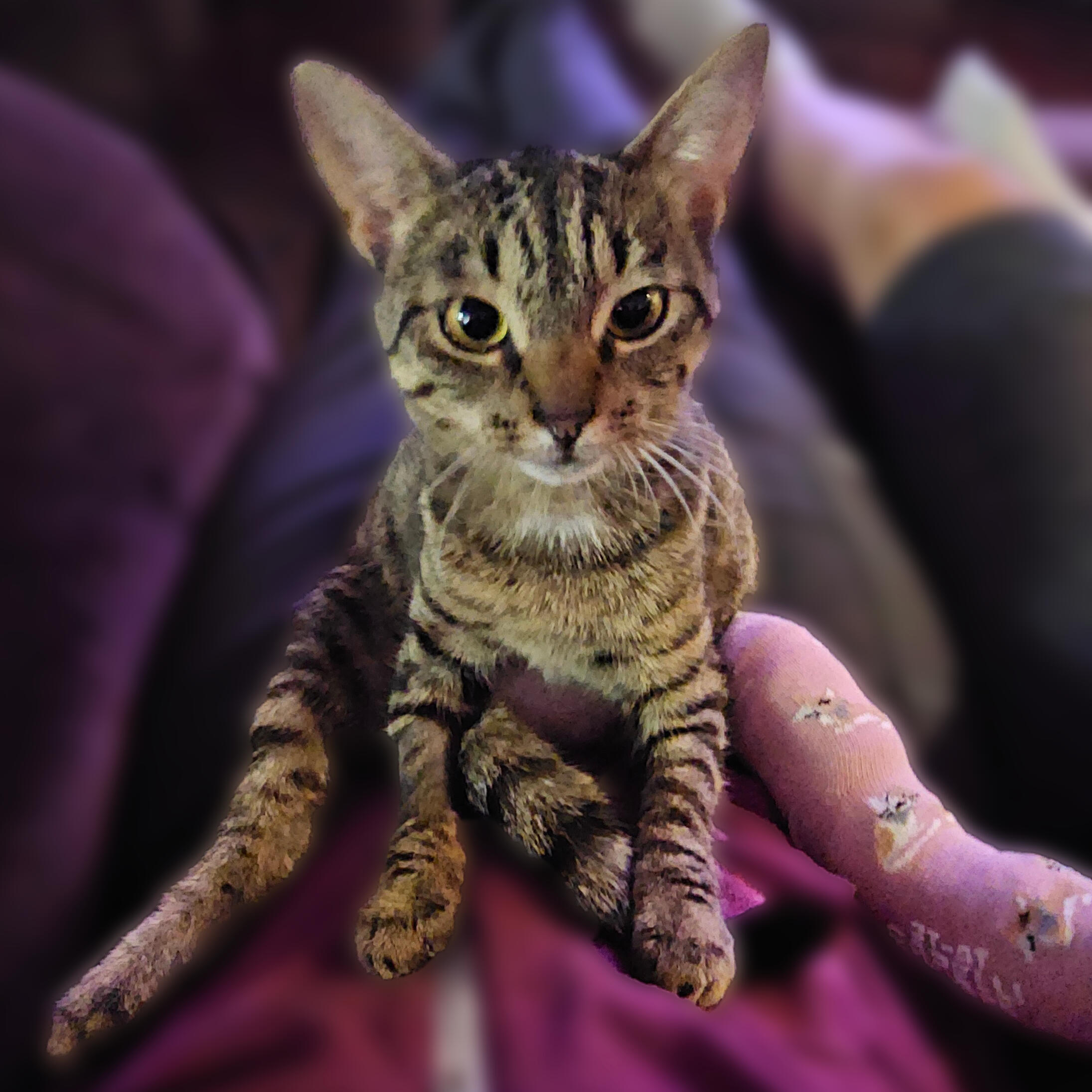 CFO Responsible for quality control, treat audits, keyboard inspections, and enforcing mandatory break times.