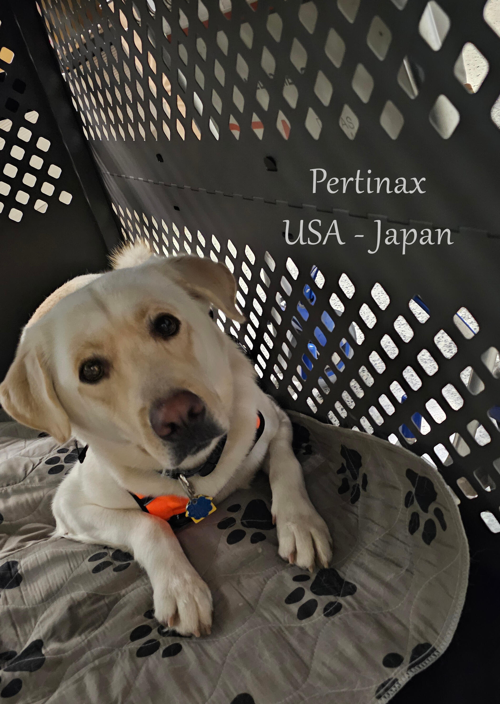 Dog in crate ready for airplane travel