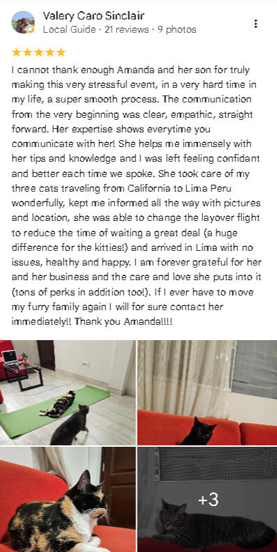 Google Review for Maui, Bug, and Ophelia